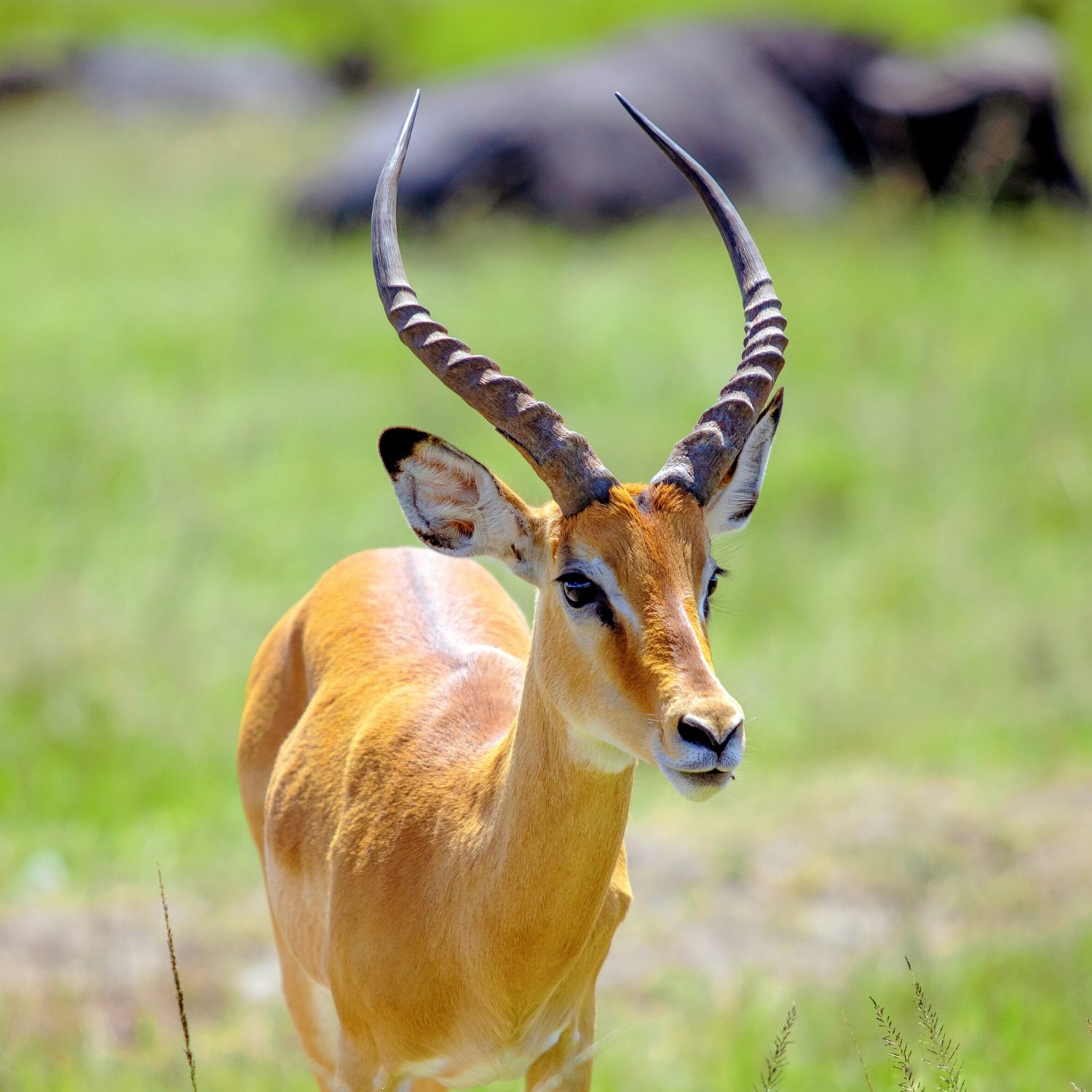 Wildlife Photographs